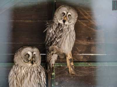 Sistemati in diverse gabbiette, notiamo gli allocchi di Lapponia, provenienti dall�Asia